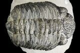Drotops Trilobite With White Patina - Great Eyes! #153962-4
